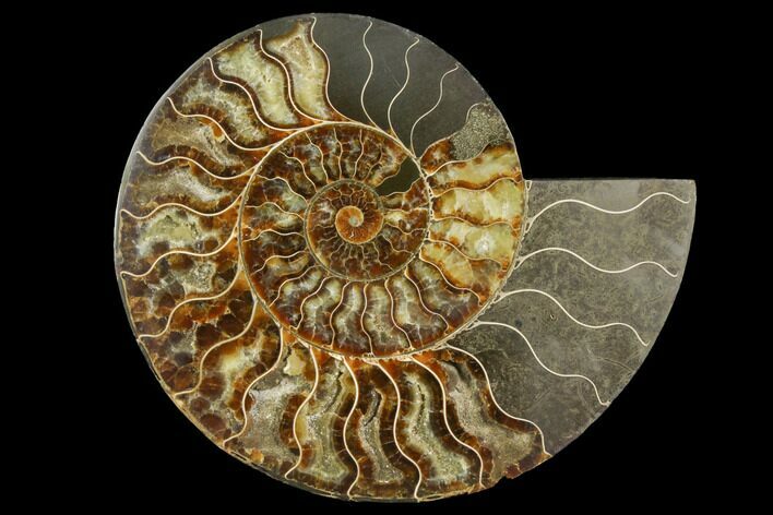 Cut & Polished Ammonite Fossil (Half) - Madagascar #149601